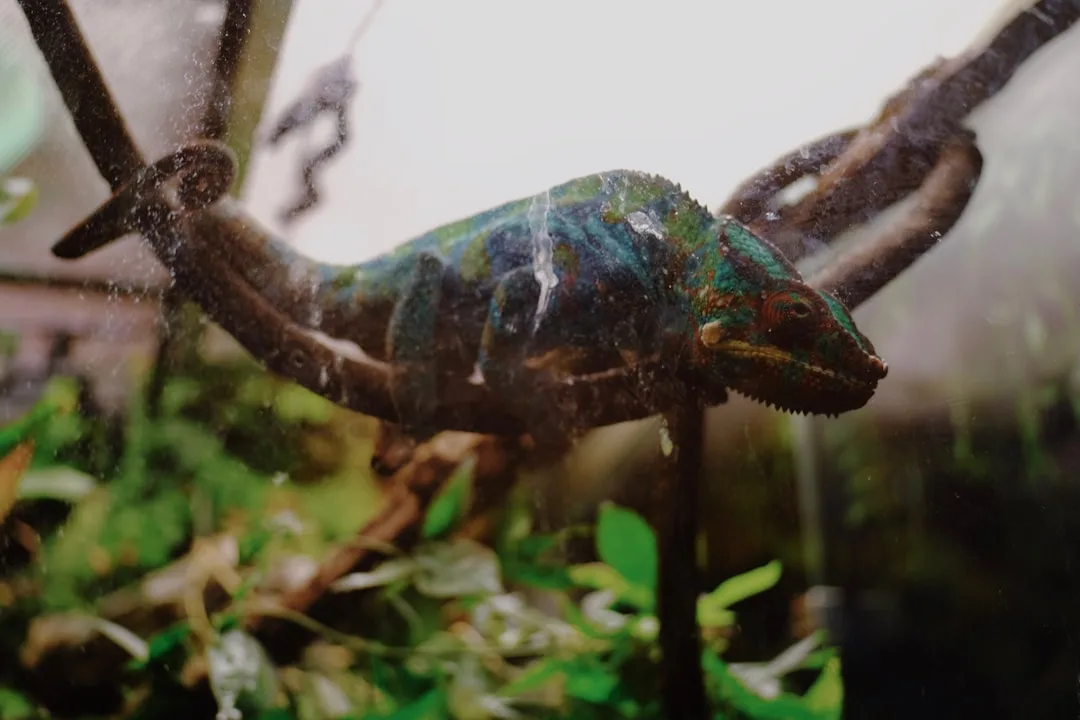 News photo illustrating: AI Ripoffs Work Harder as Meccha Chameleon Falls to Copycats