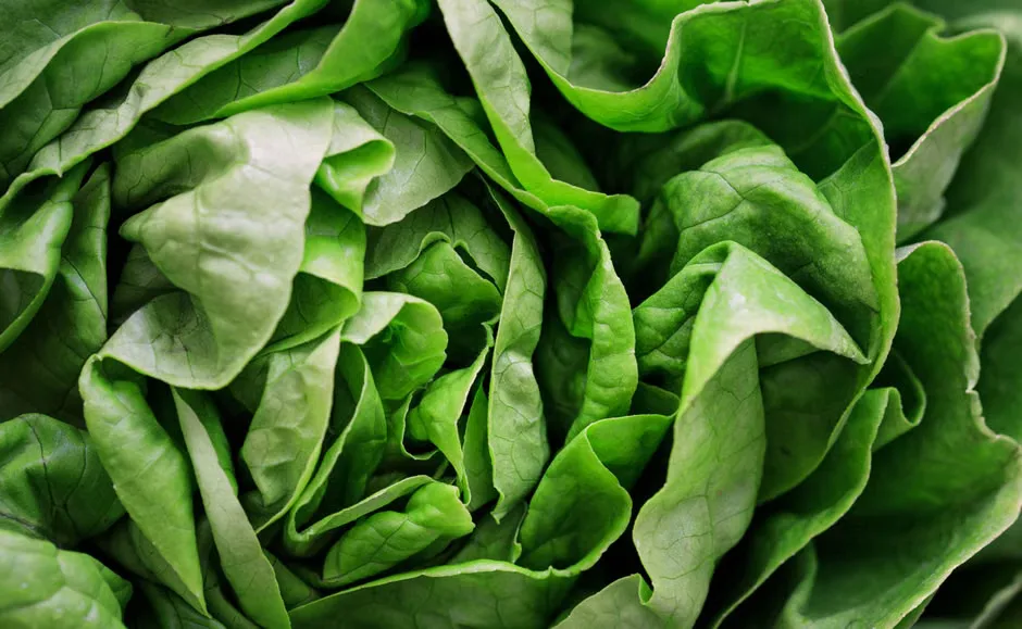 Fresh lettuce and salad greens displayed in a grocery produce section during a Cyclospora outbreak investigation